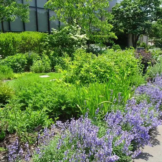 medicial_garden
